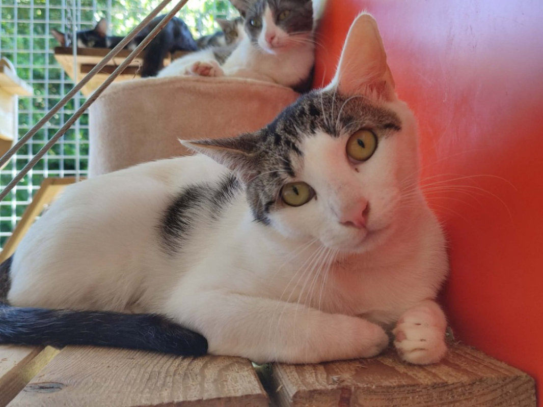 Roquefort - Chat Européen à adopter - photo 2