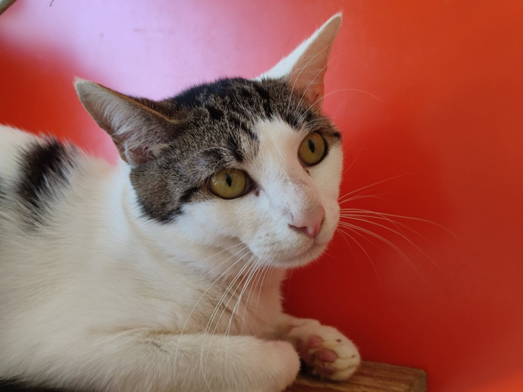 Roquefort - Chat Européen à adopter - photo 3