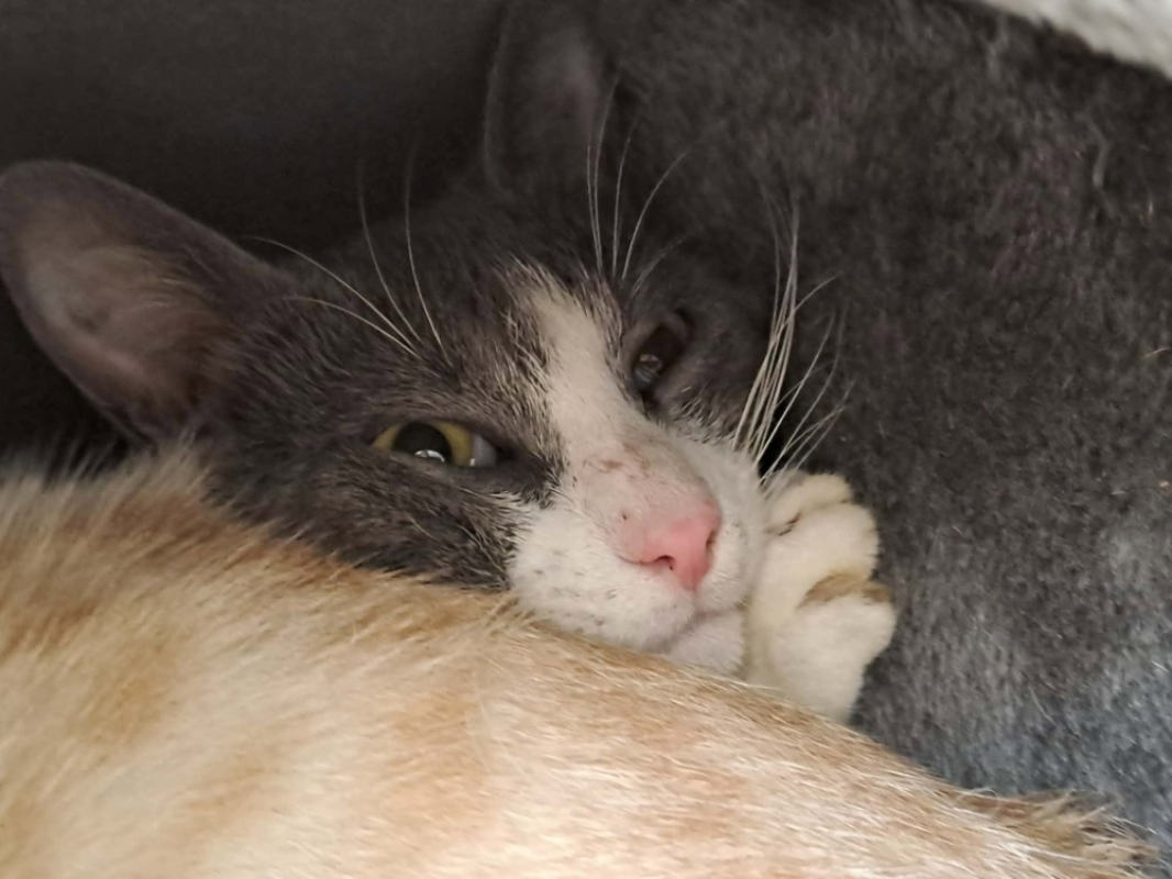 Photo #2 de Loic