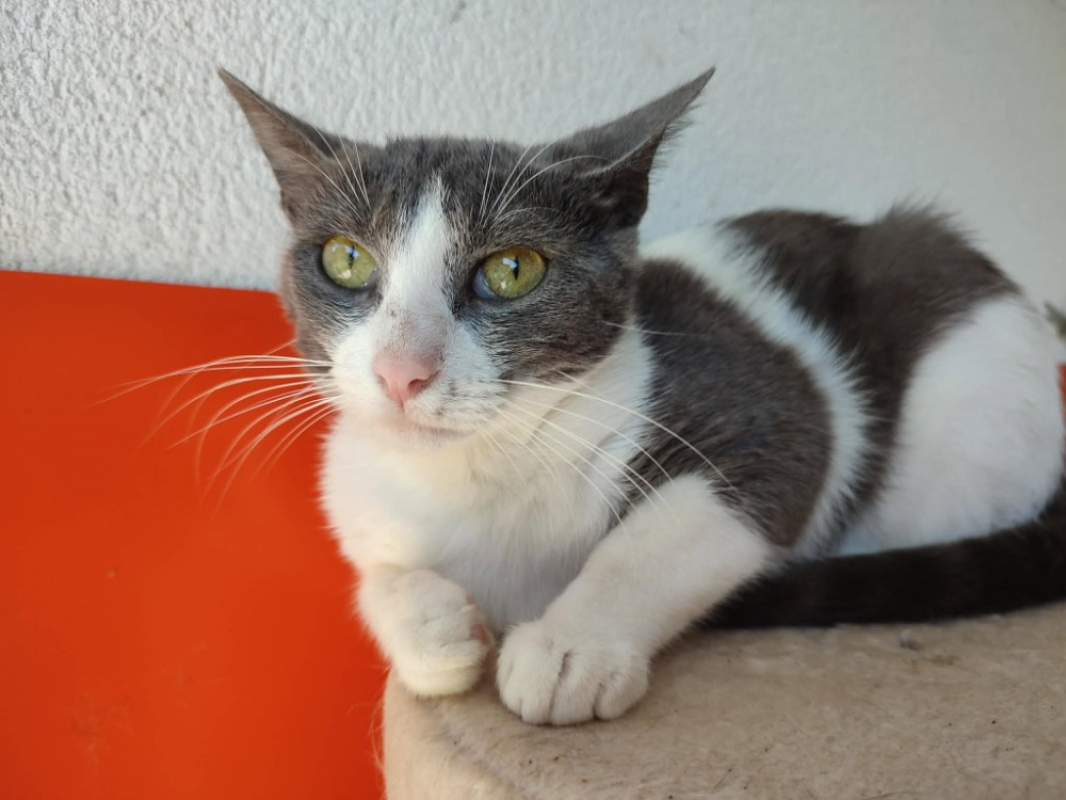 Loic - Chat Européen à adopter - photo 2