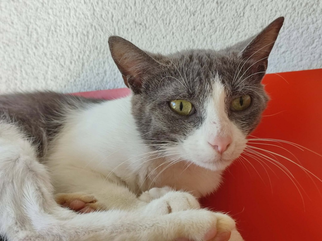 Loic - Chat Européen à adopter - photo 3