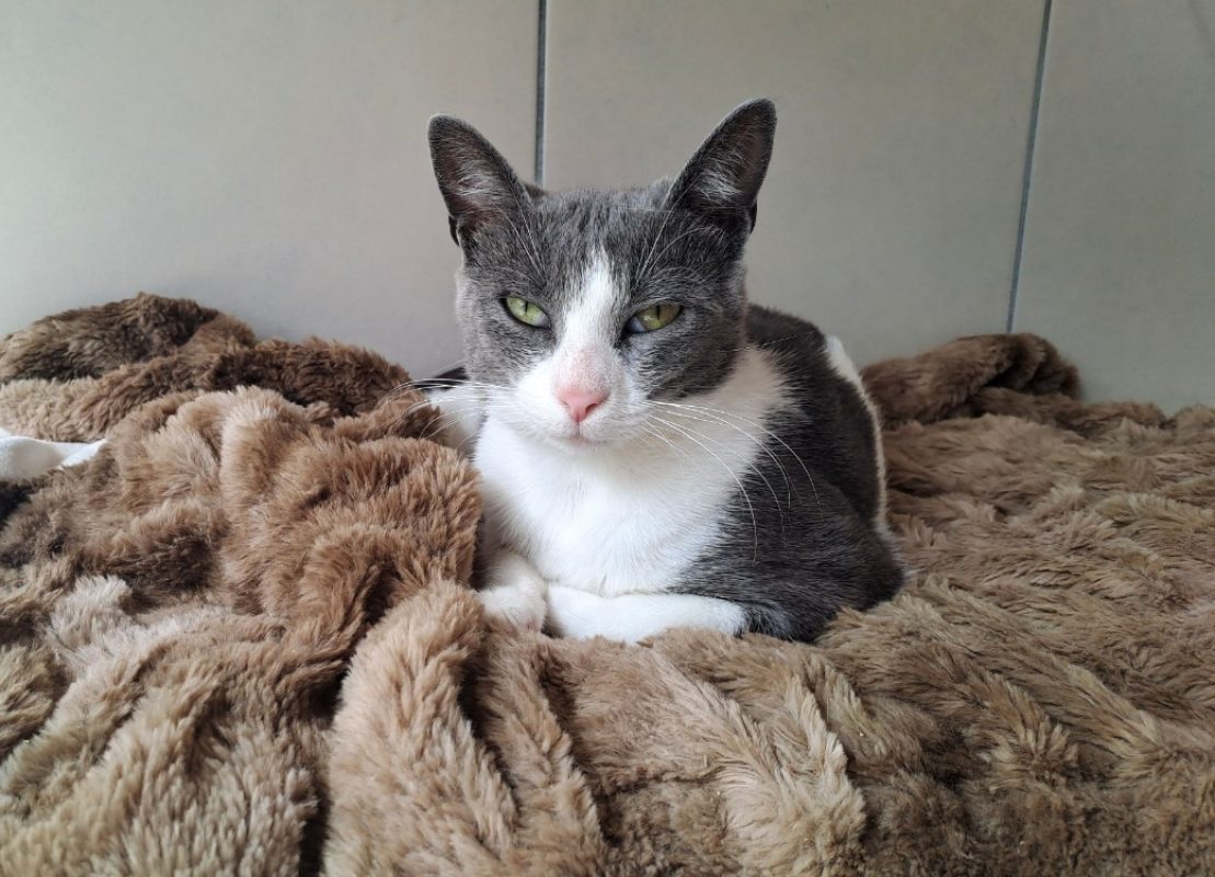Loic - Chat Européen à adopter