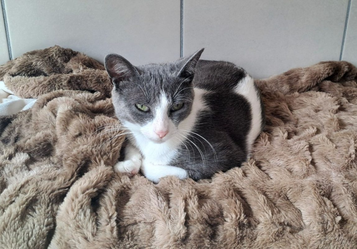 Loic - Chat Européen à adopter - photo 2