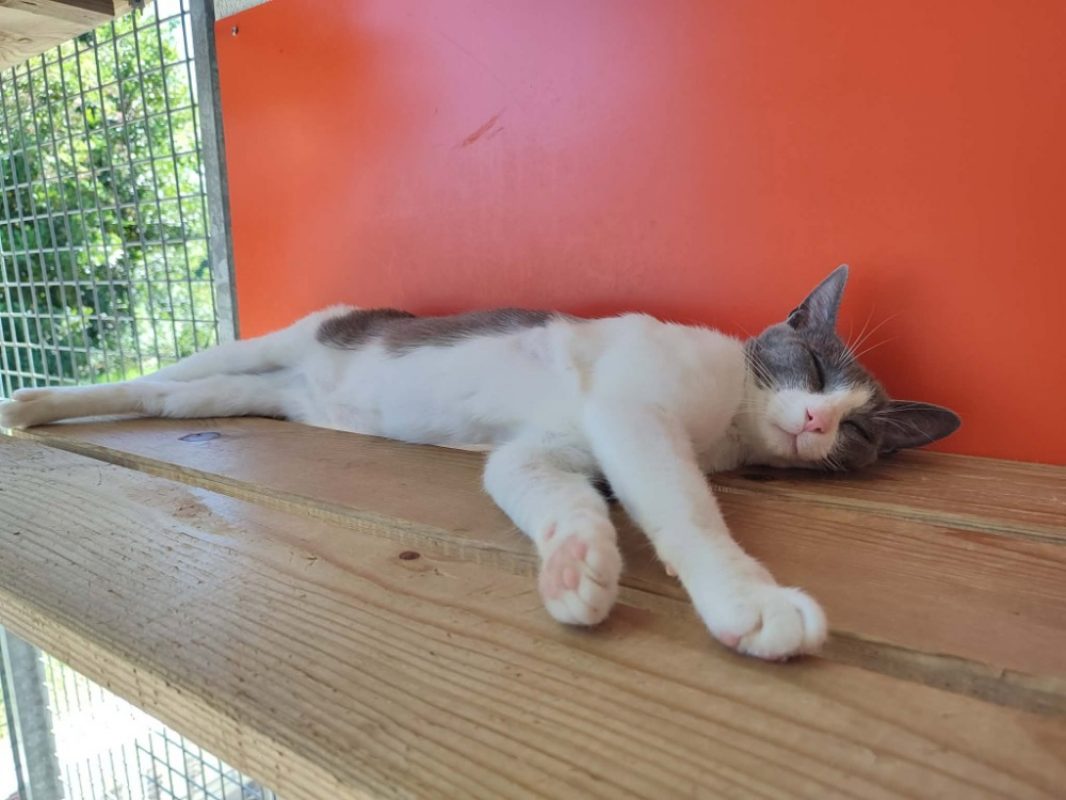 Loic - Chat Européen à adopter - photo 3