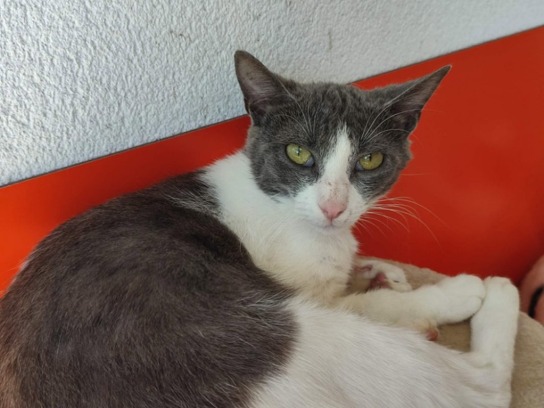Loic - Chat Européen à adopter - photo 4