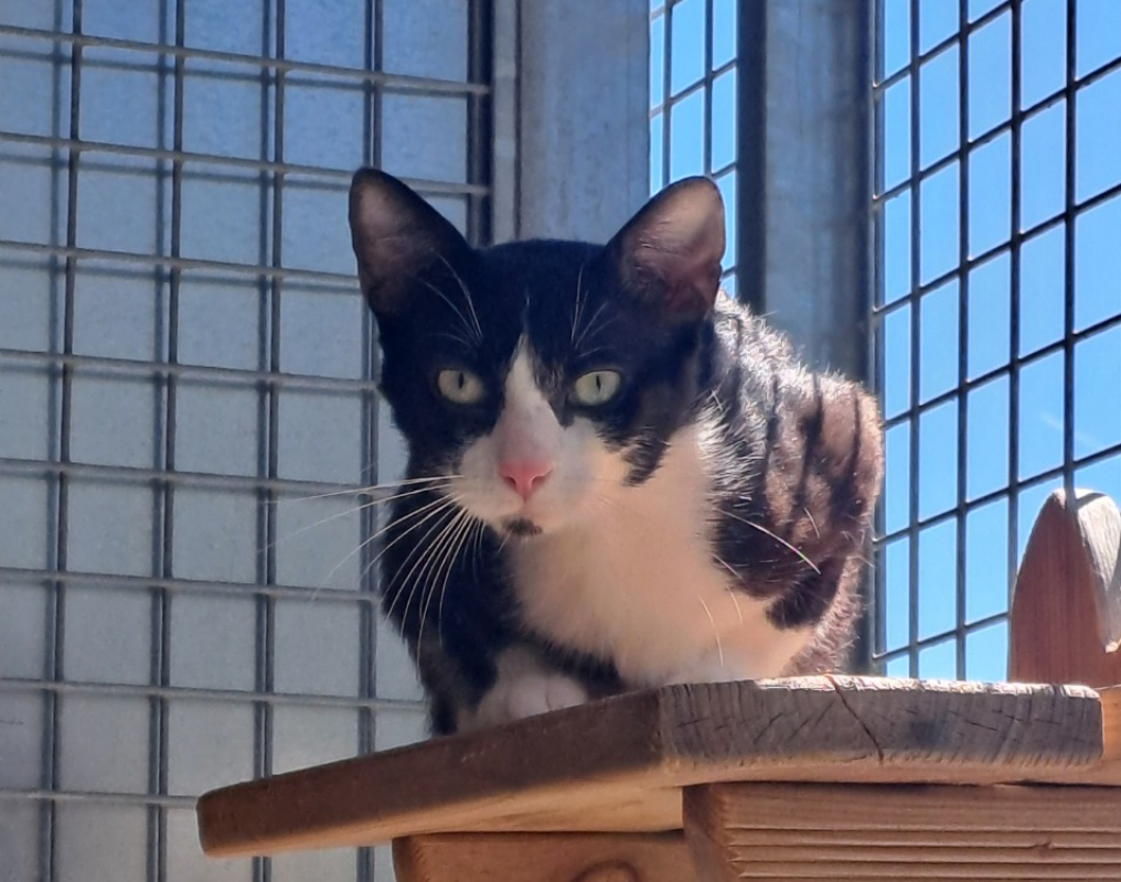 Morbier - Chat Européen à adopter - photo 2