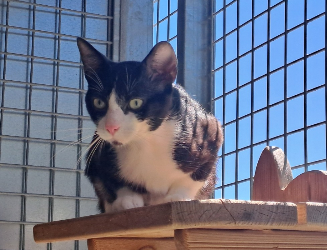 Morbier - Chat Européen à adopter - photo 4
