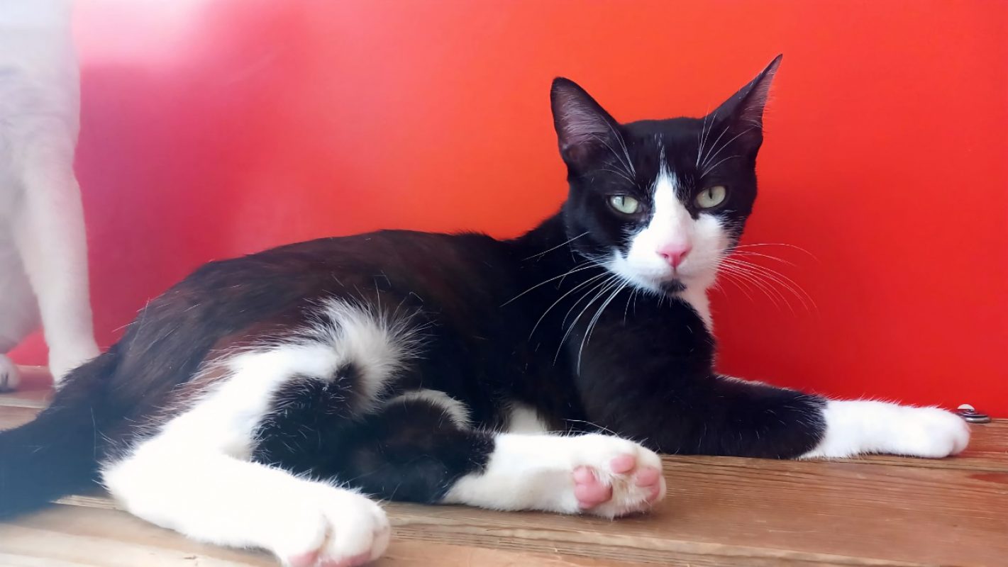 Morbier - Chat Européen à adopter