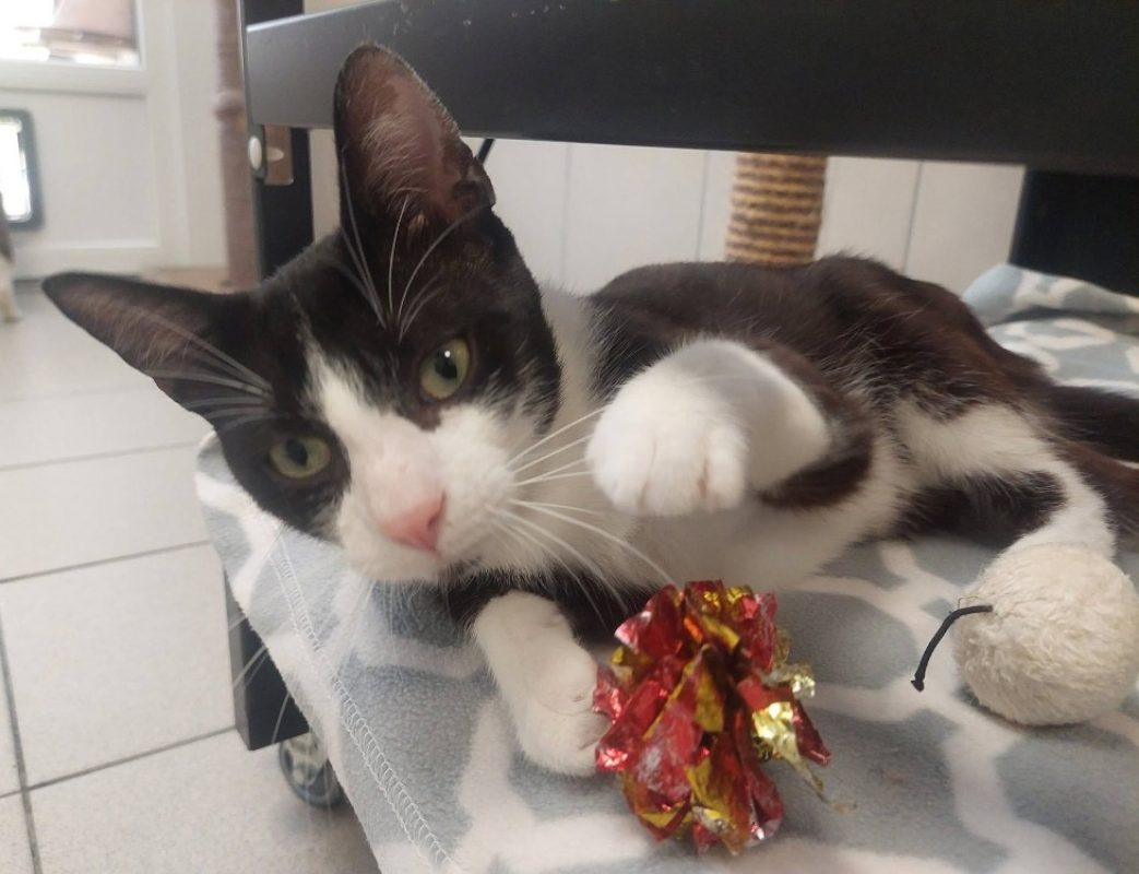 Morbier - Chat Européen à adopter - photo 2