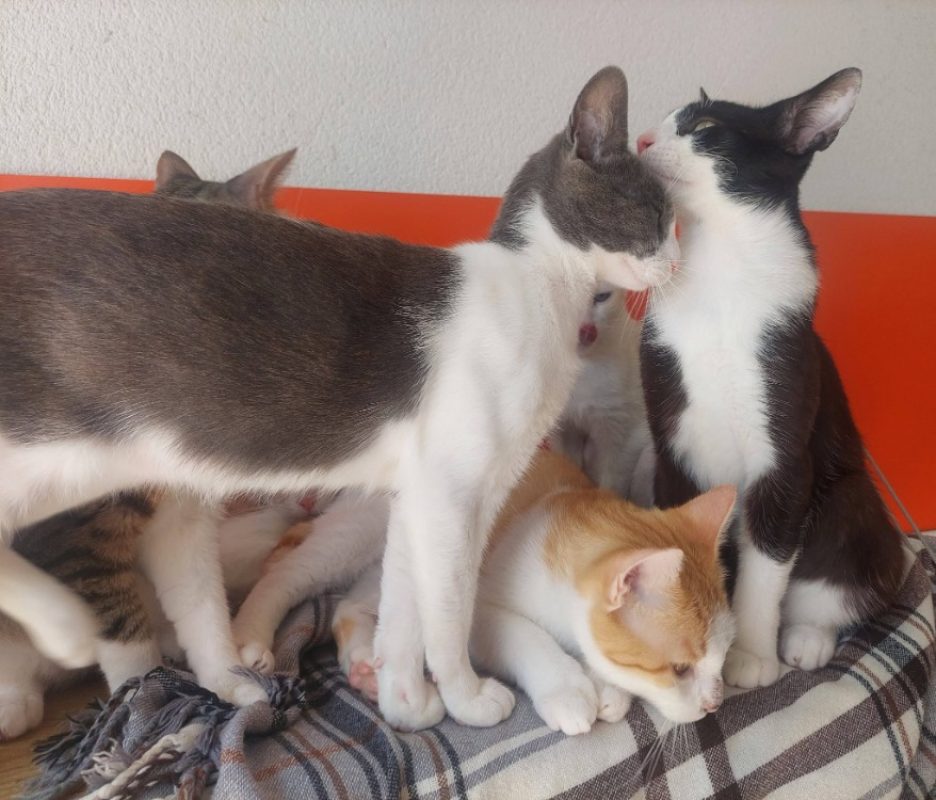 Morbier - Chat Européen à adopter - photo 3