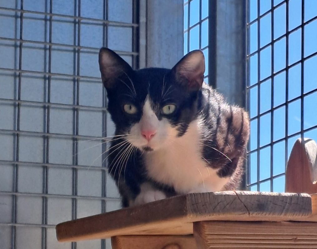 Morbier - Chat Européen à adopter - photo 4