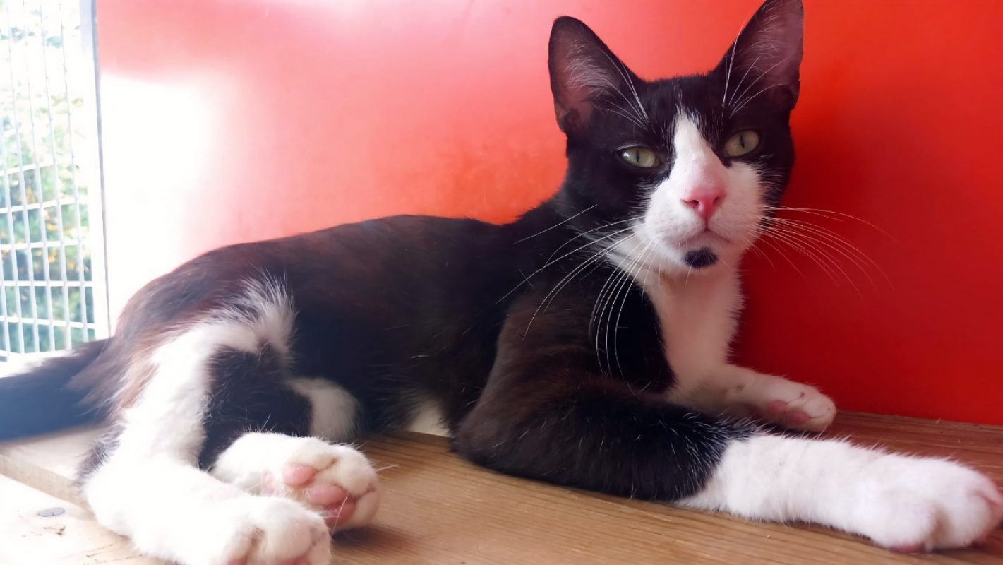 Morbier - Chat Européen à adopter - photo 5