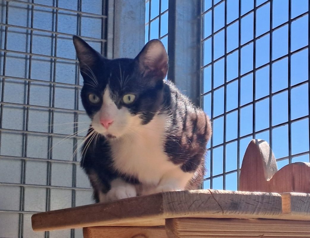 Morbier - Chat Européen à adopter - photo 6