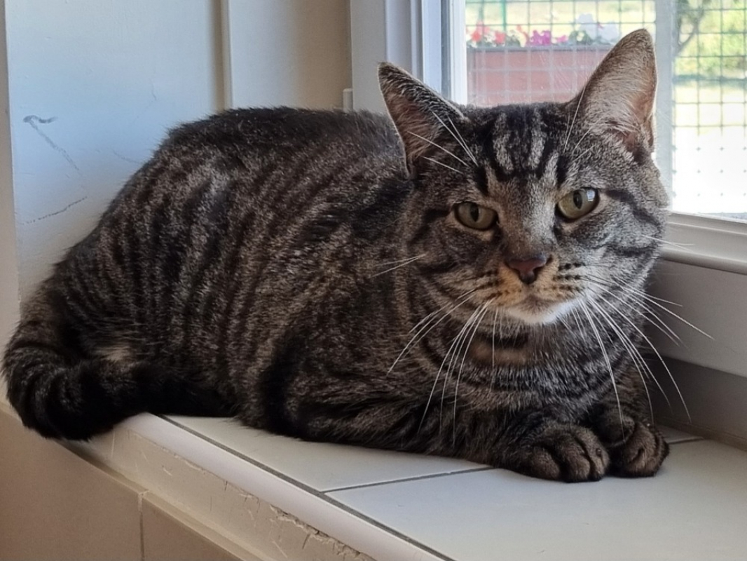 Photo de Simba