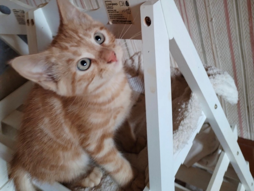Photo de Peach