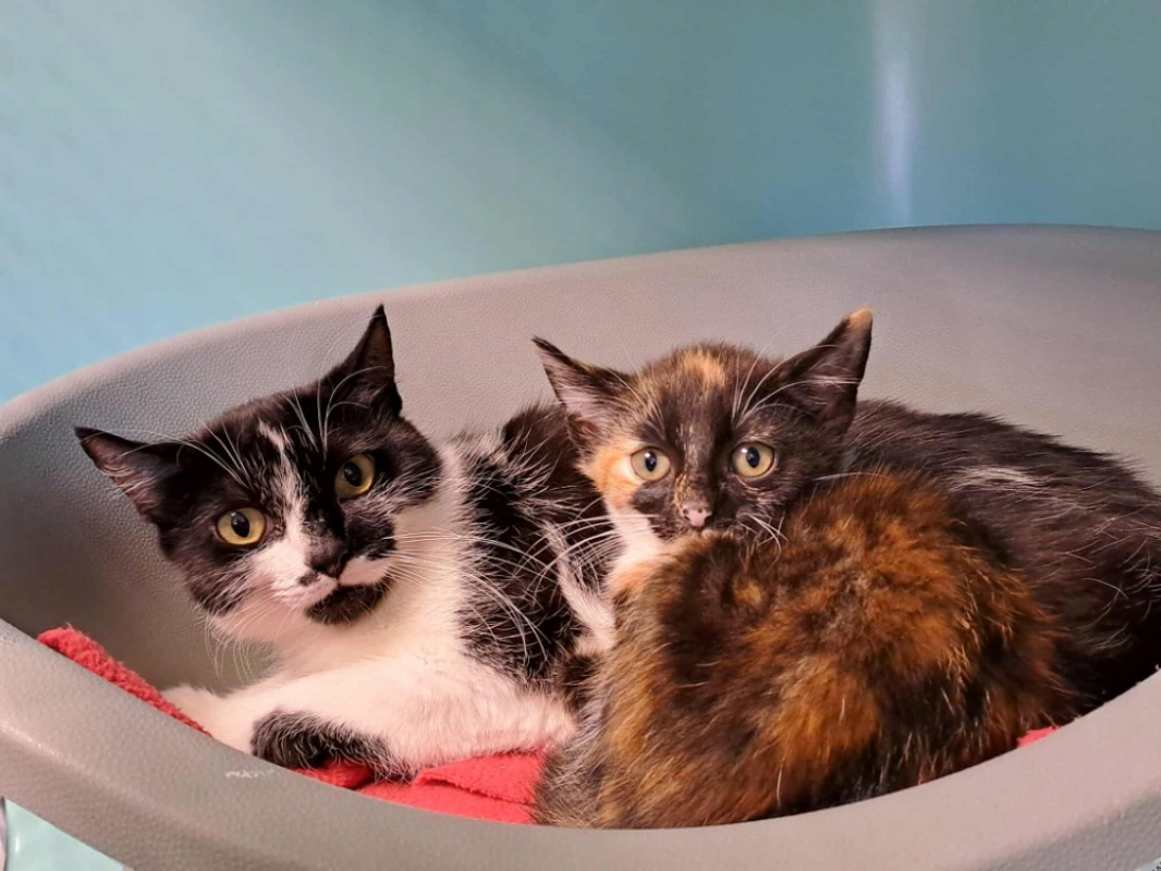 Photo #2 de Chili qct