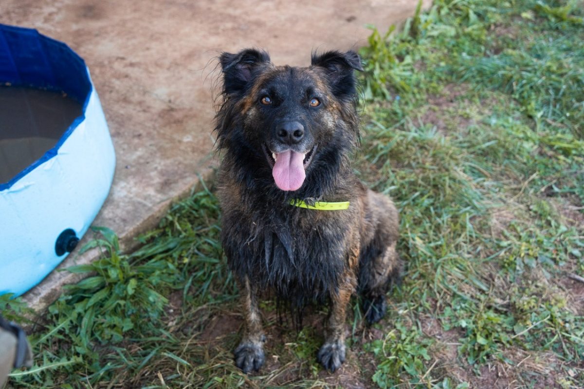 Snypi - Chien à adopter