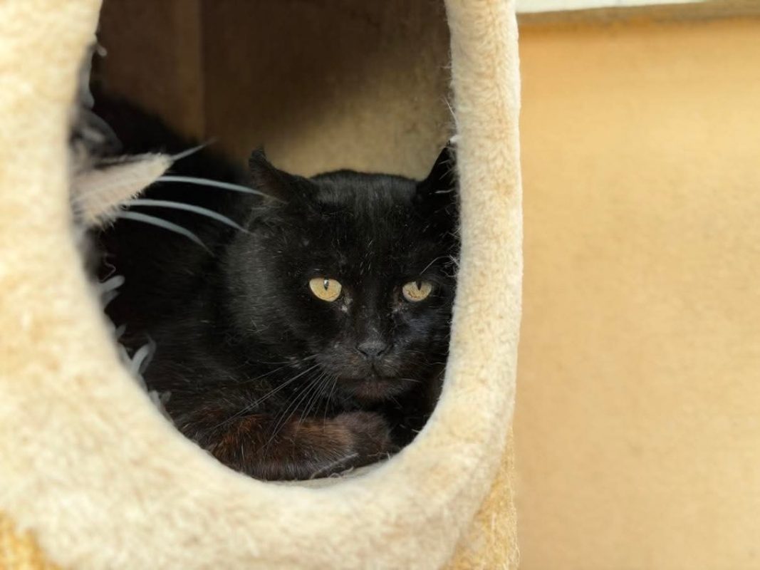Mecano - Chat Européen à adopter