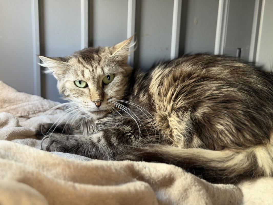 Victoire - Chat Européen à adopter