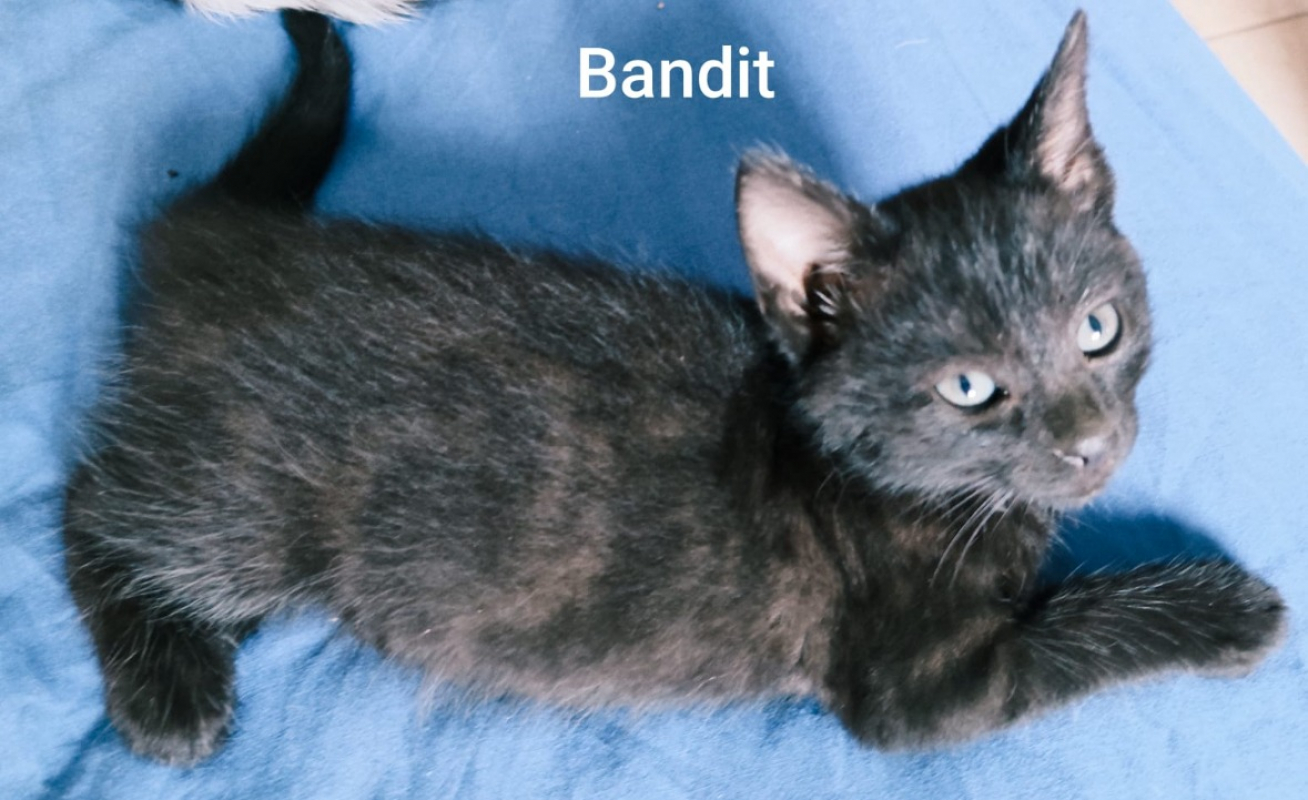 Photo de Bandit