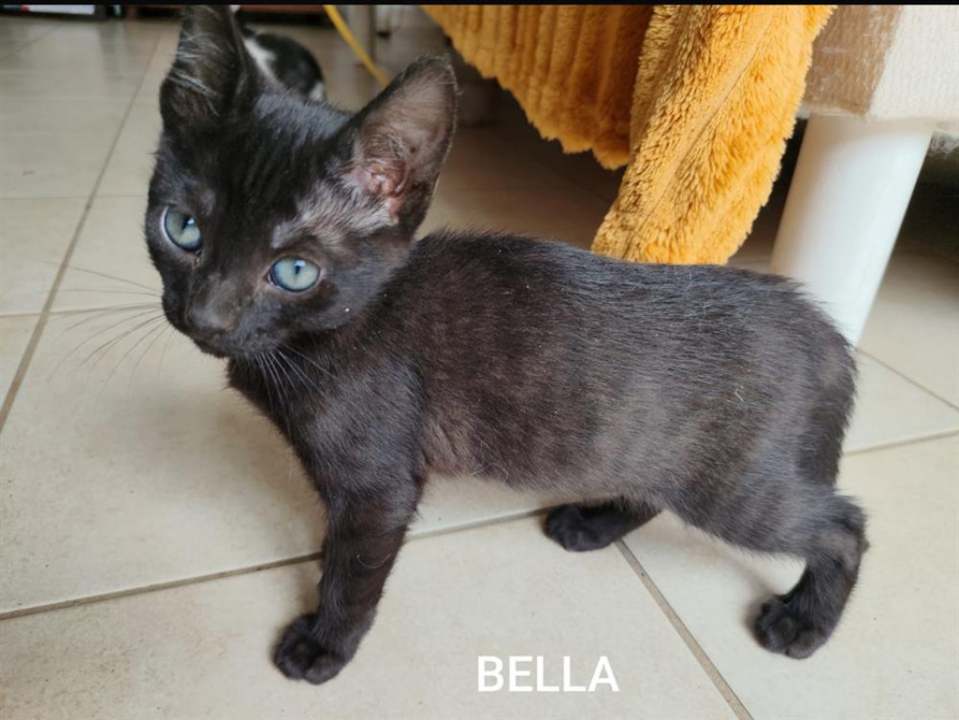 Photo de Bella