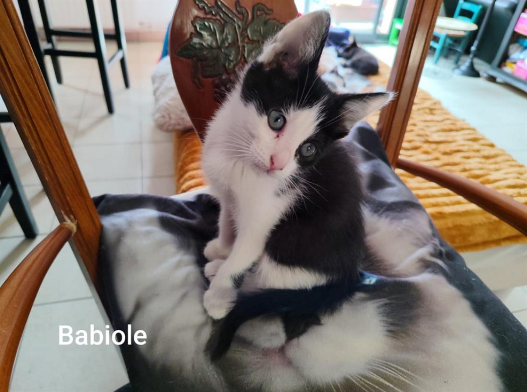 Photo de Babiole