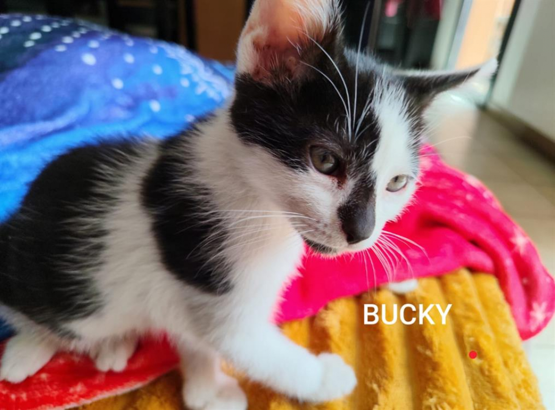 Photo de Bucky