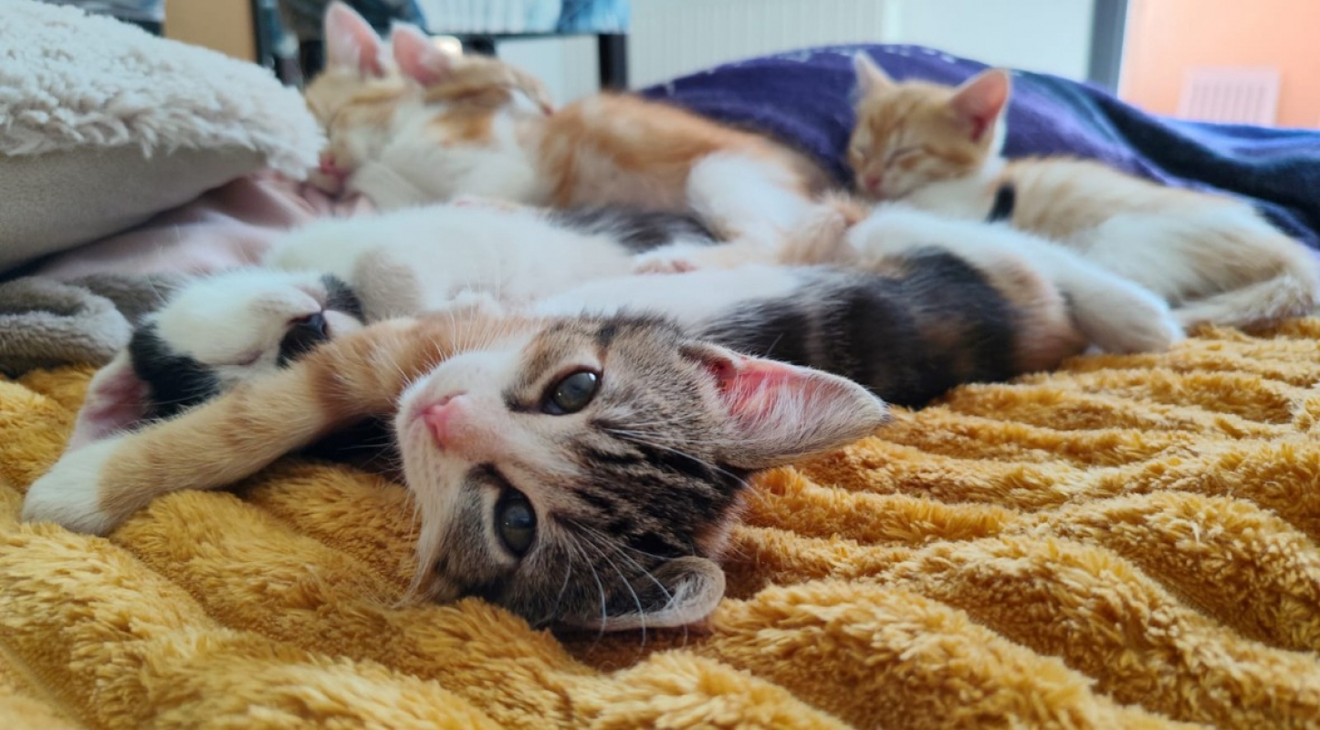 Photo de Babou