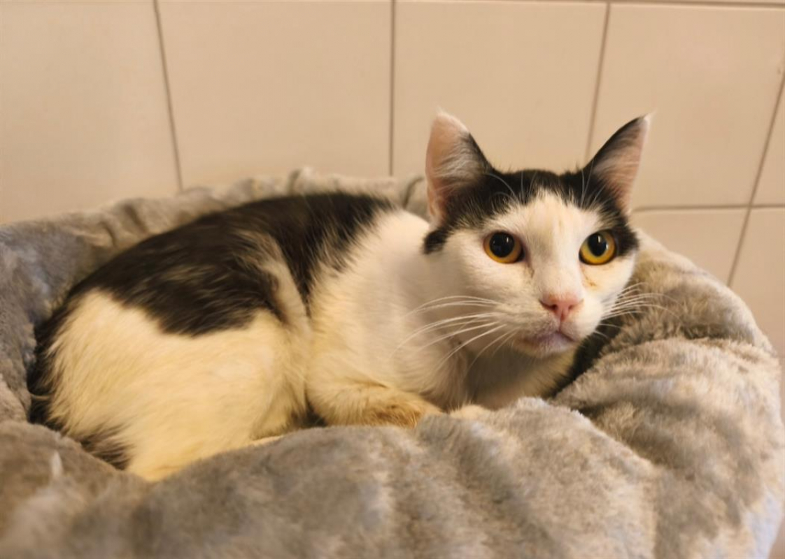 Photo de Bichette