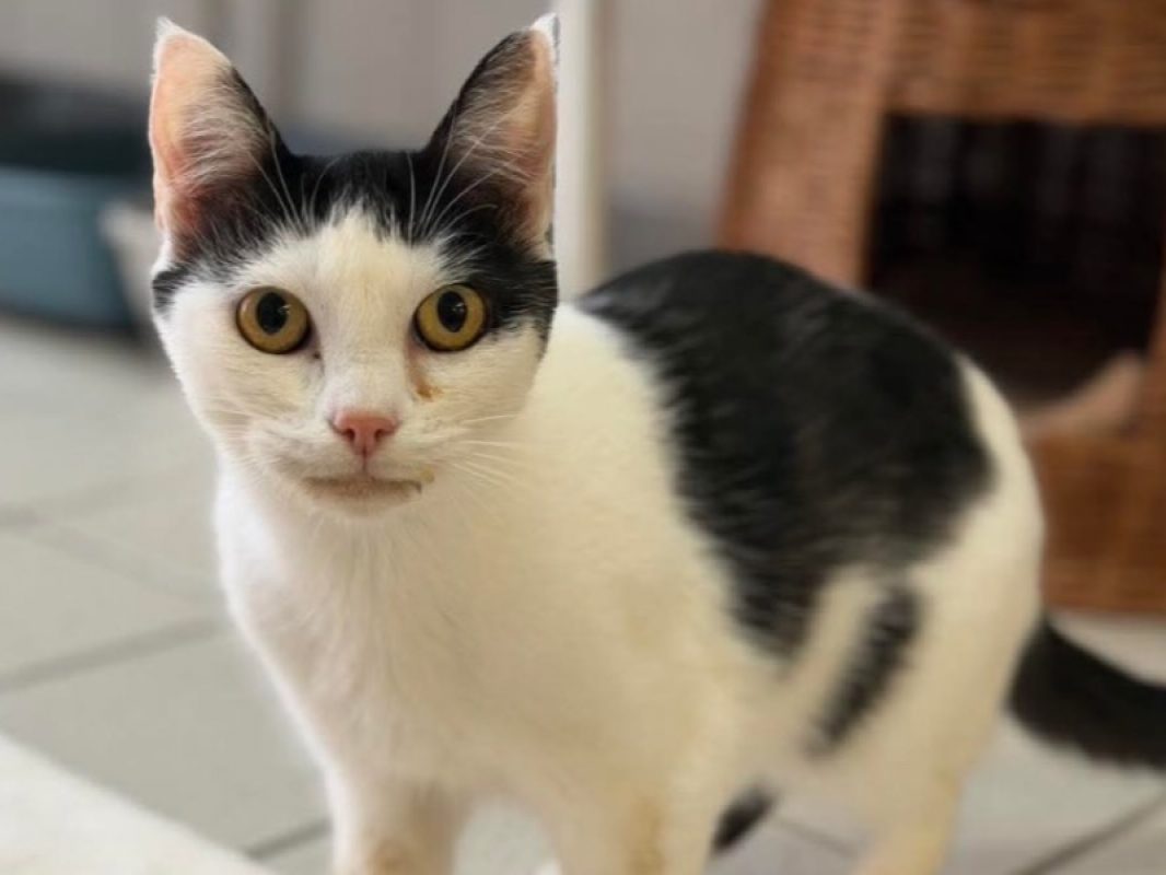Bichette - Chat Européen à adopter