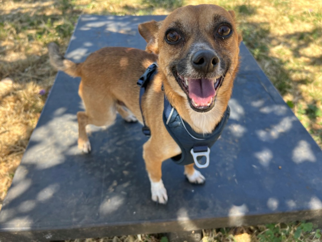 Photo de Milo