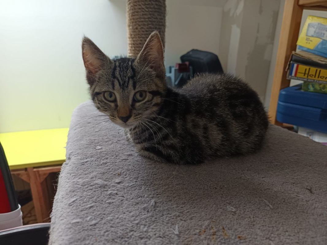 Photo de Darcy