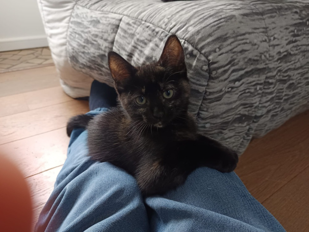 Photo de Stella
