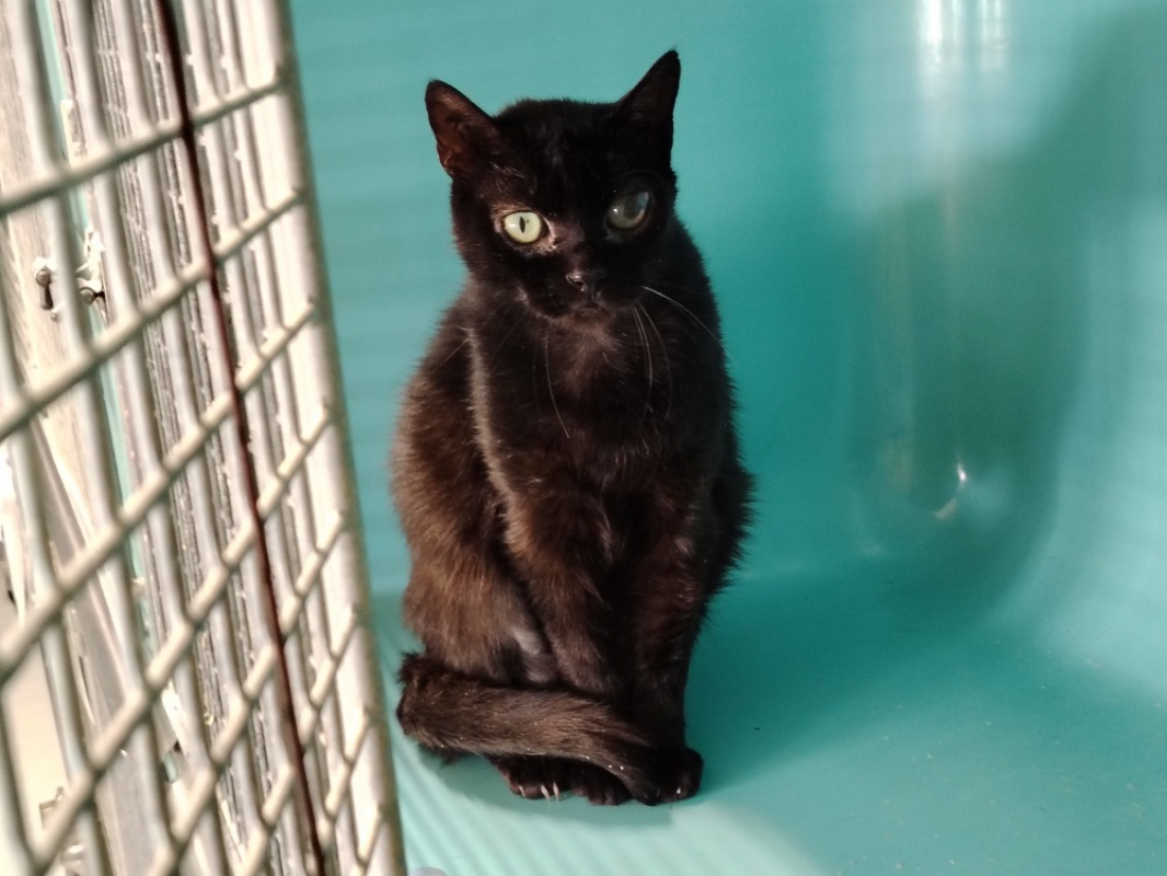 Hanno - Chat Européen à adopter - photo 2