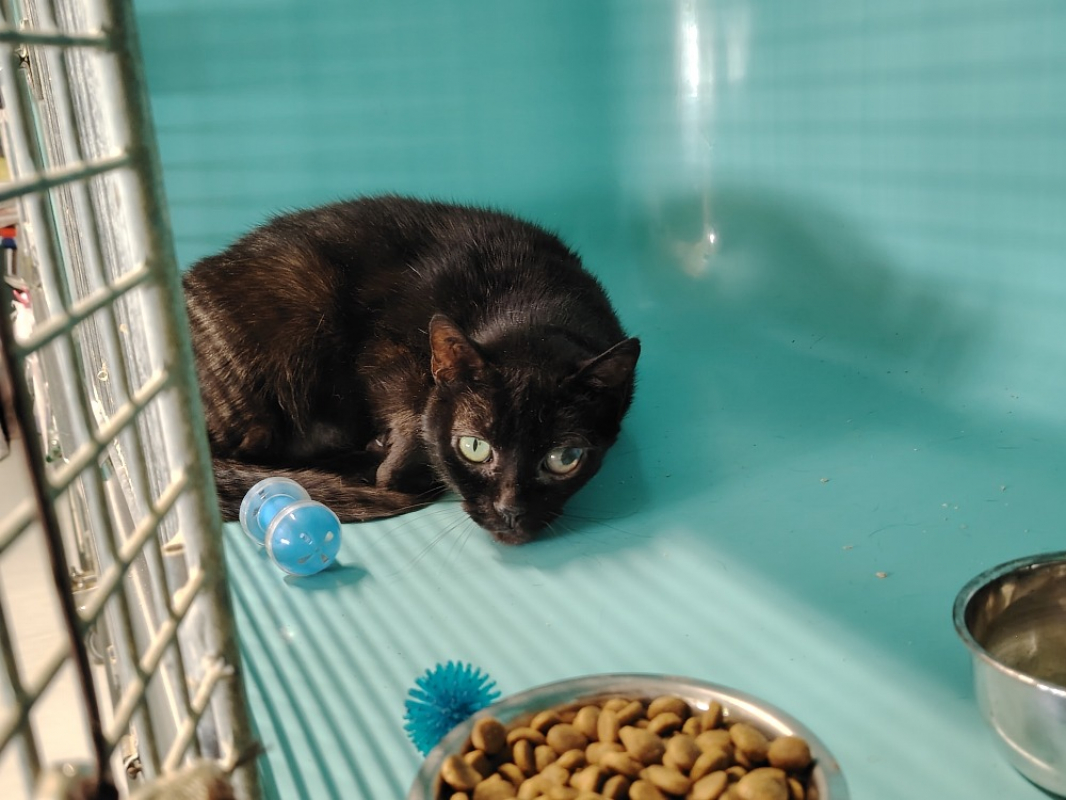 Hanno - Chat Européen à adopter - photo 3