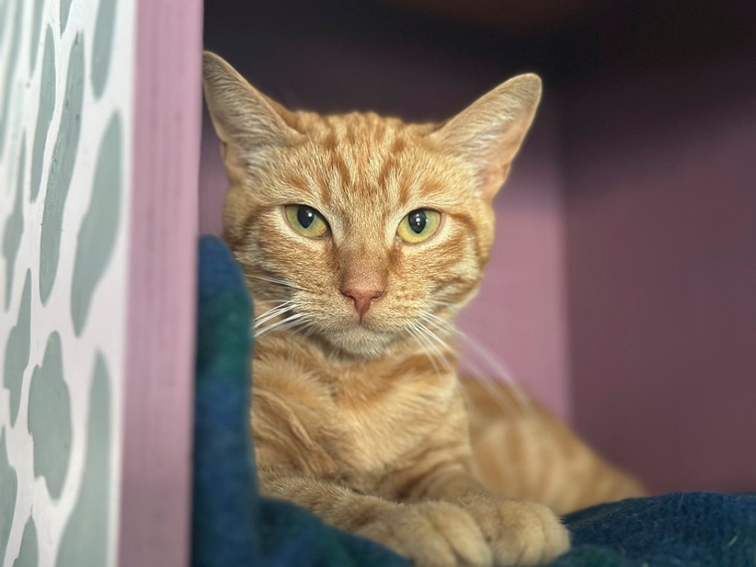 Marlow - Chat Européen à adopter