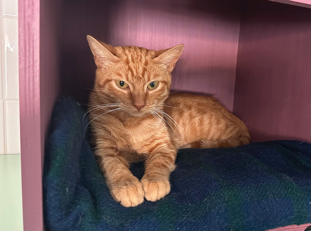 Marlow - Chat Européen à adopter - photo 3