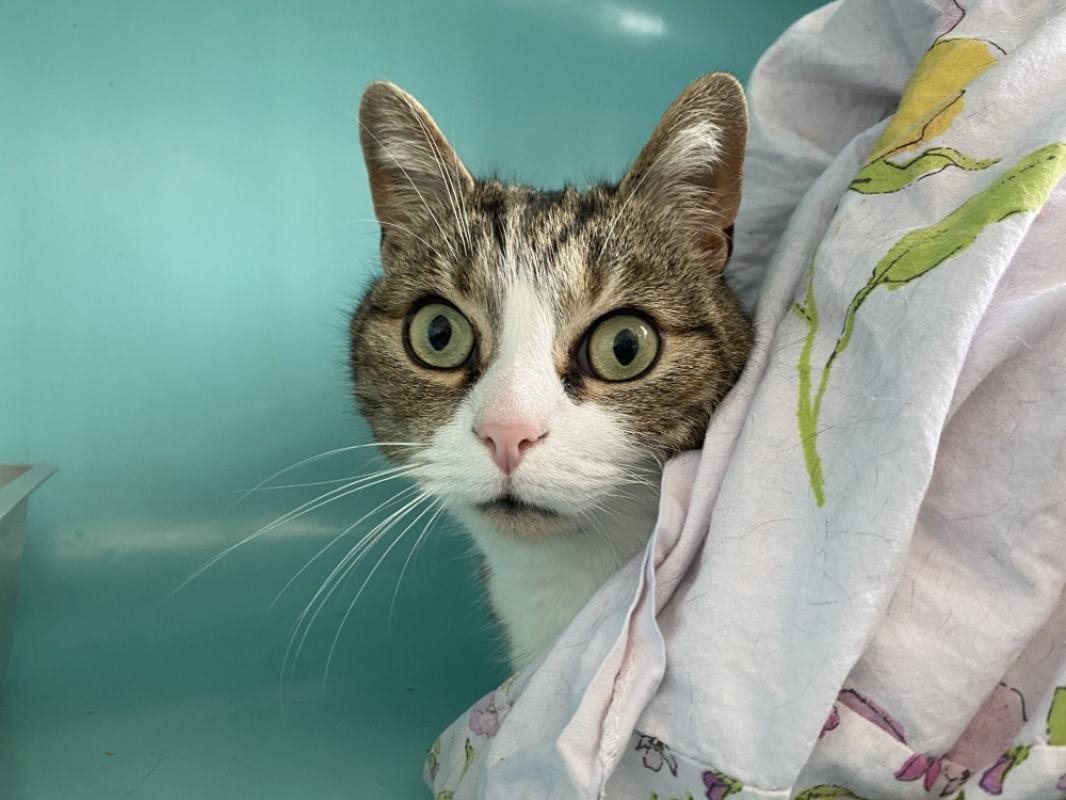 Photo de Tigrou