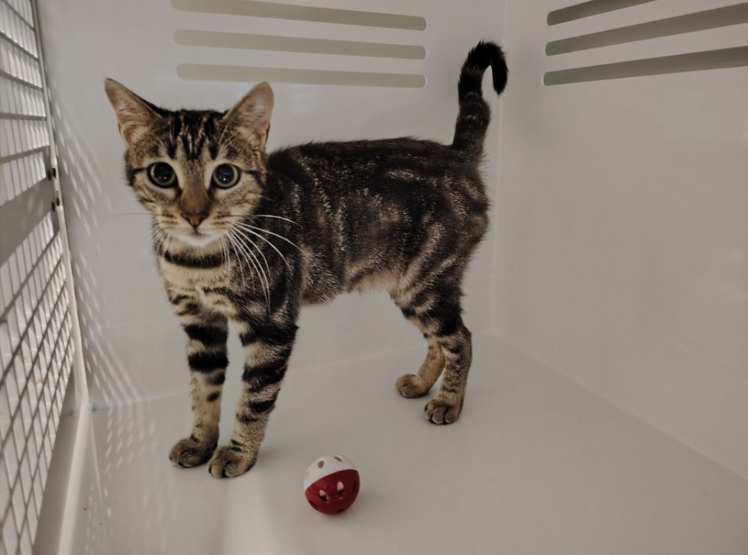Omeguy - Chat Européen à adopter