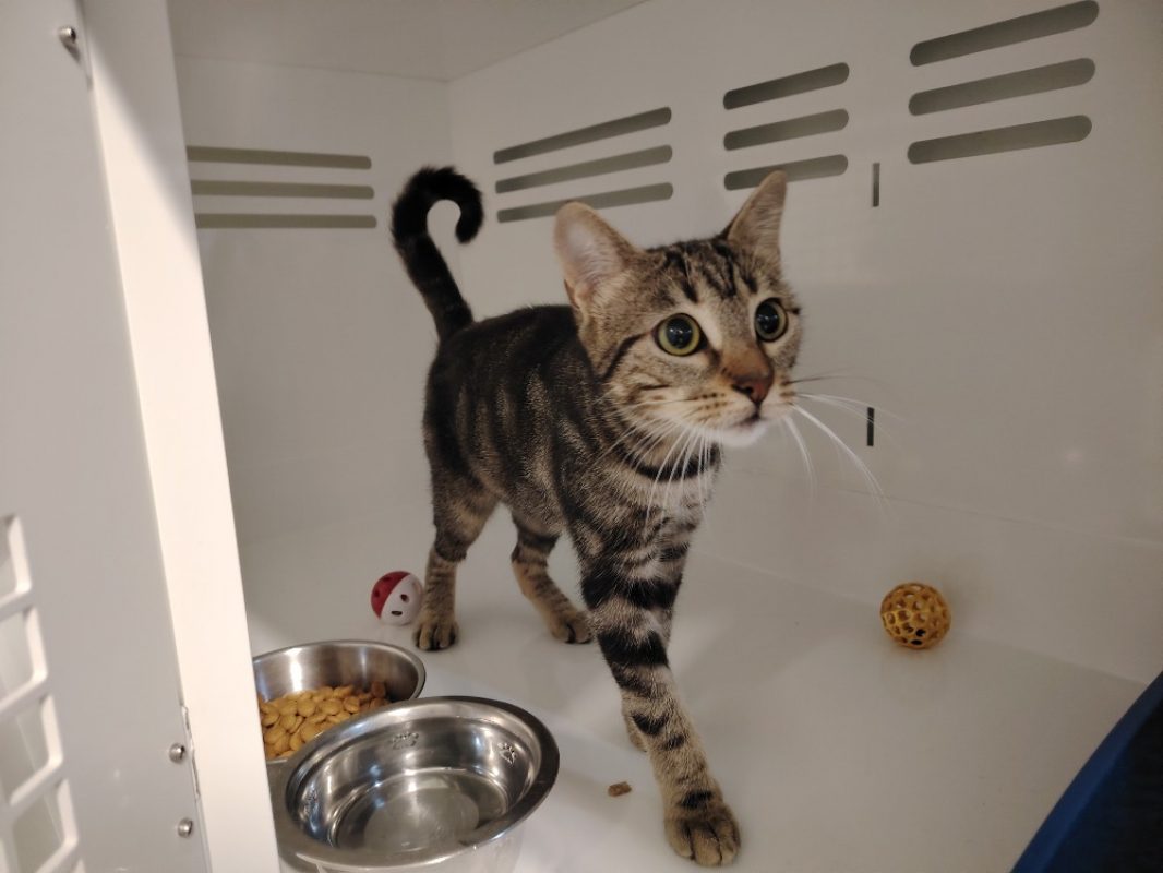 Omeguy - Chat Européen à adopter - photo 2