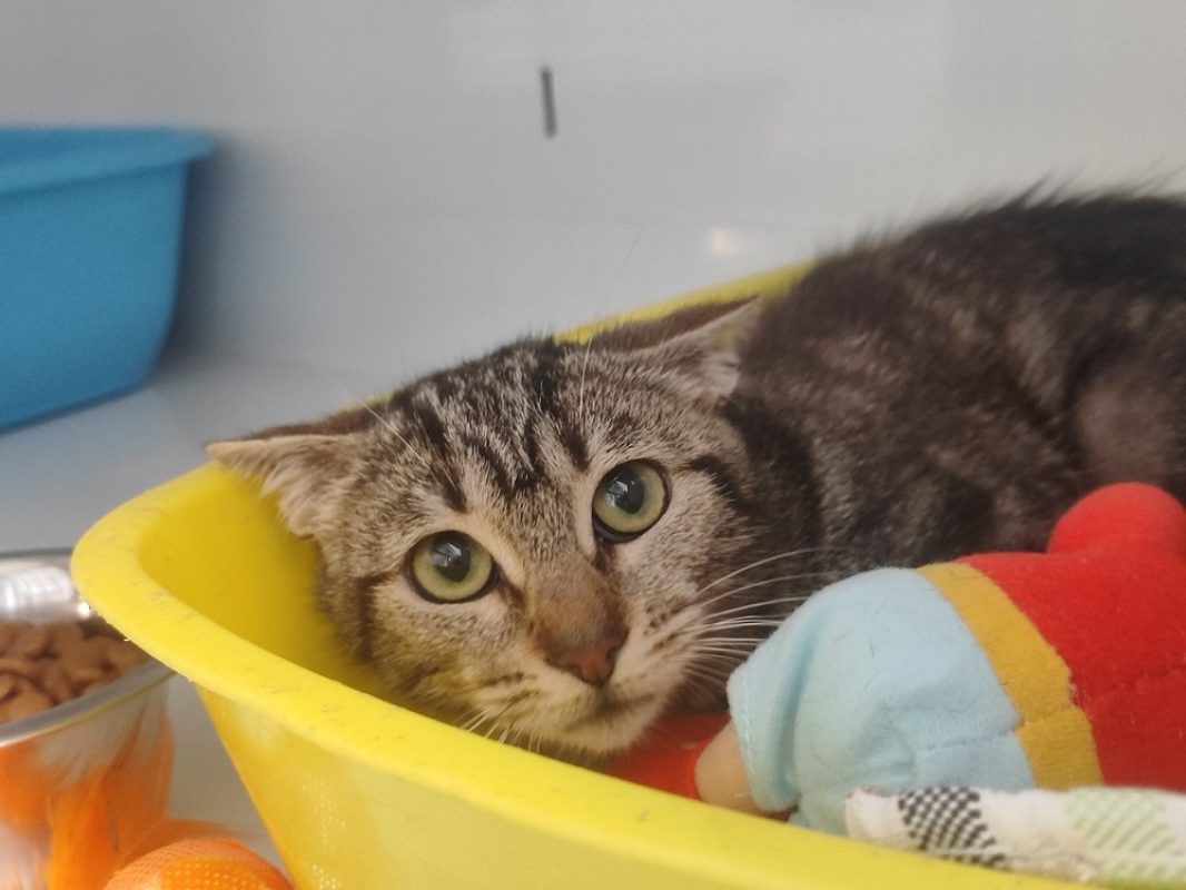 Omeguy - Chat Européen à adopter - photo 3