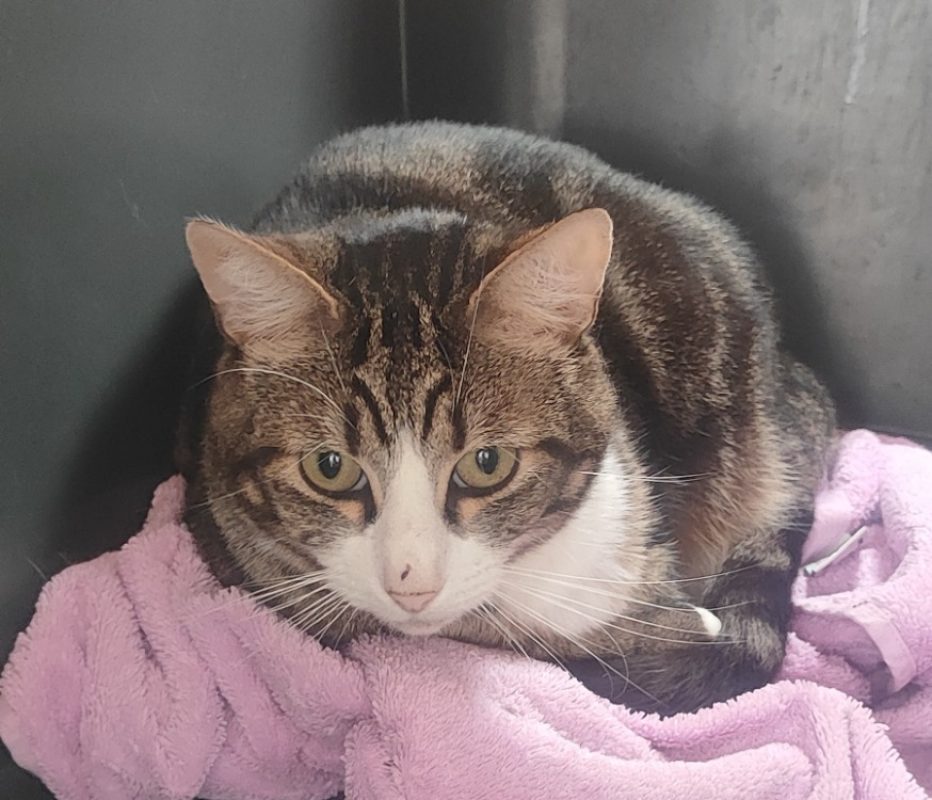 P'tit coeur - Chat Européen à adopter