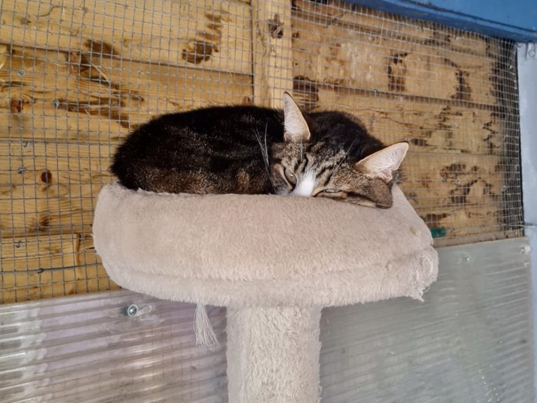 P'tit coeur - Chat Européen à adopter - photo 2