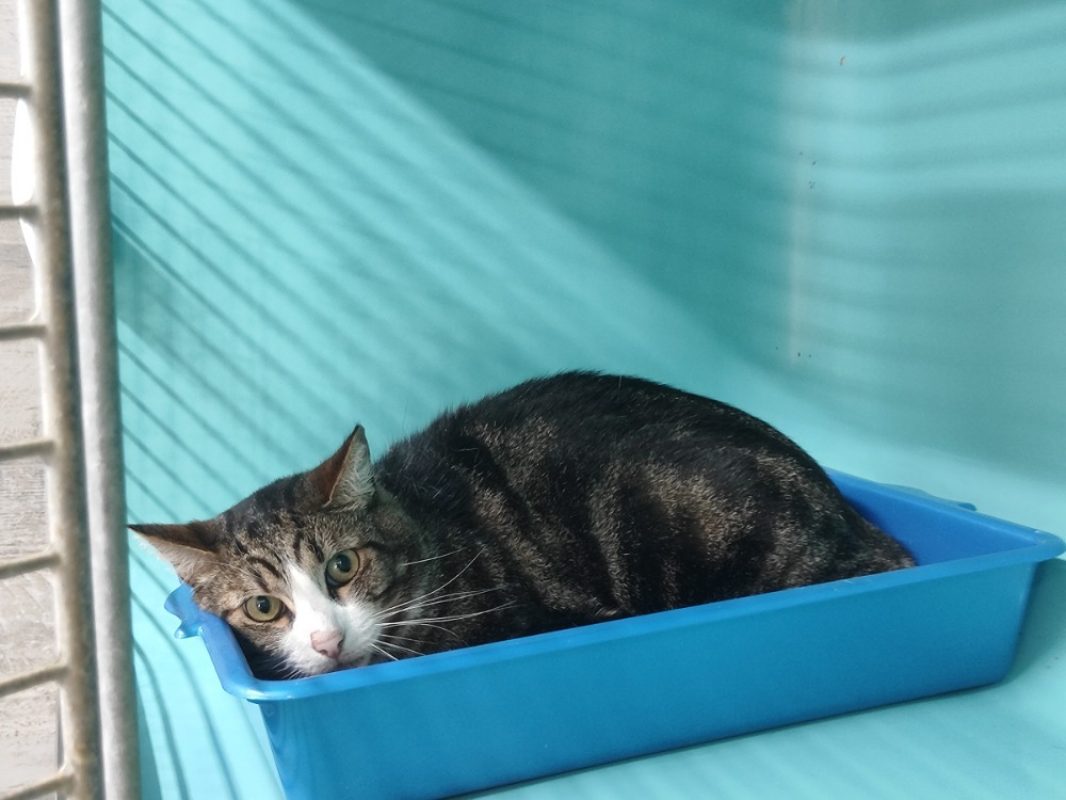 P'tit coeur - Chat Européen à adopter - photo 3
