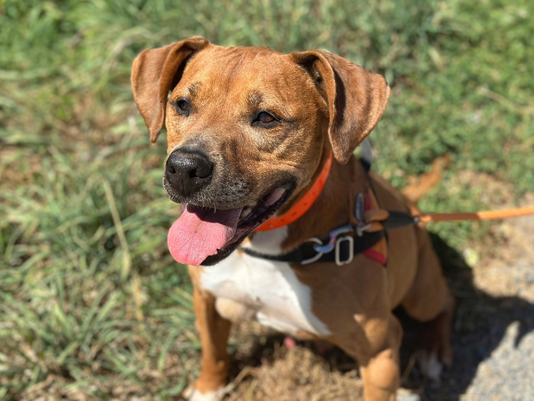 Laiko - Chien à adopter