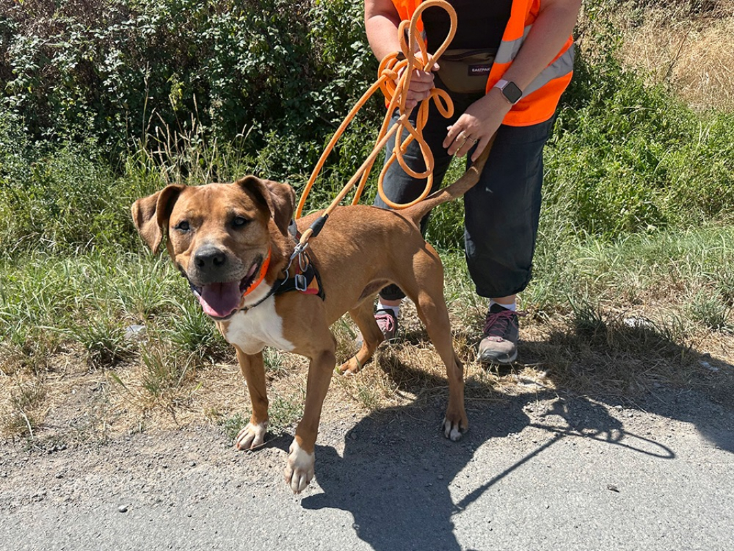 Laiko - Chien à adopter - photo 3