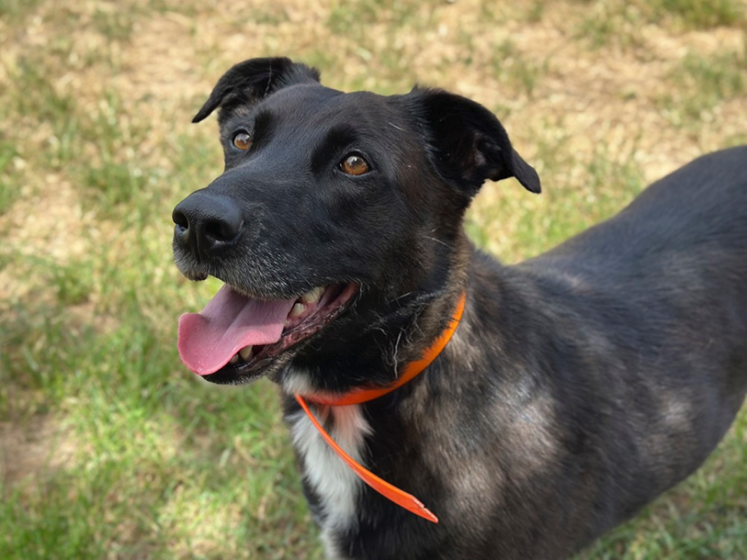 Vumper - Chien à adopter - photo 3