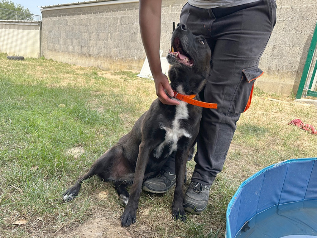Vumper - Chien à adopter - photo 4