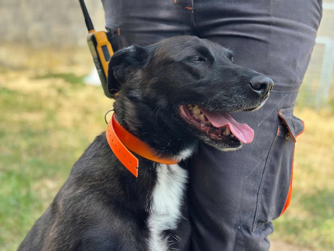 Vumper - Chien à adopter - photo 5