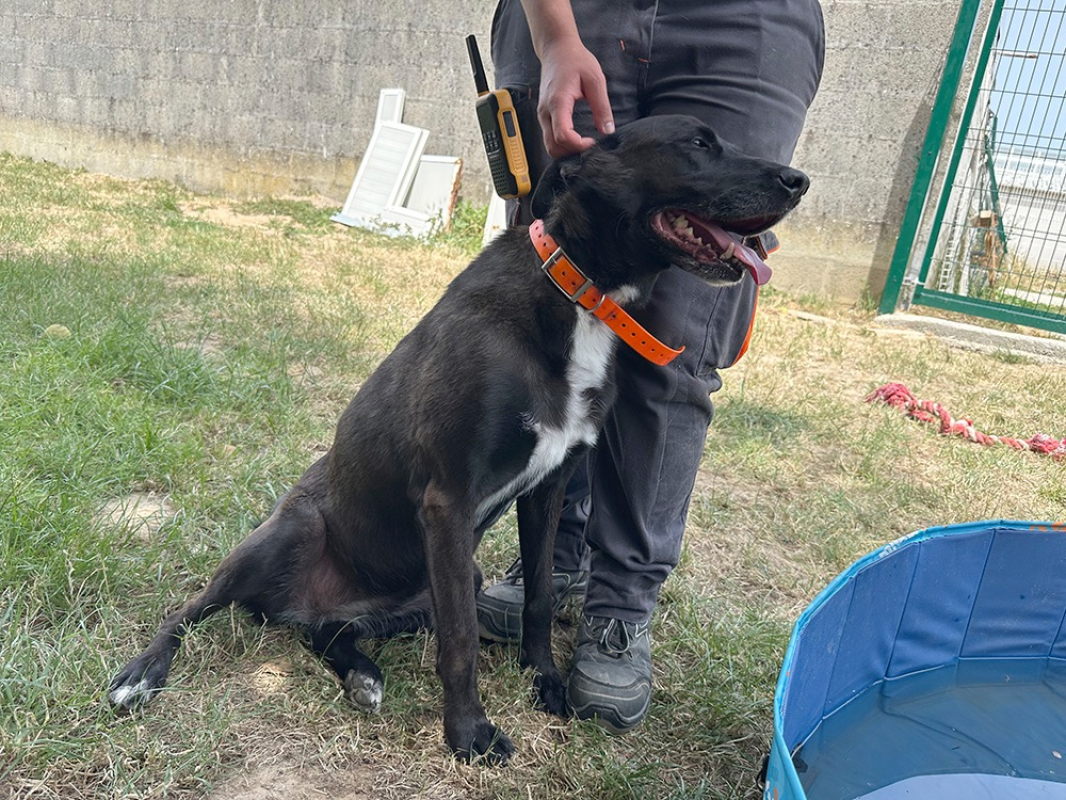 Vumper - Chien à adopter - photo 6